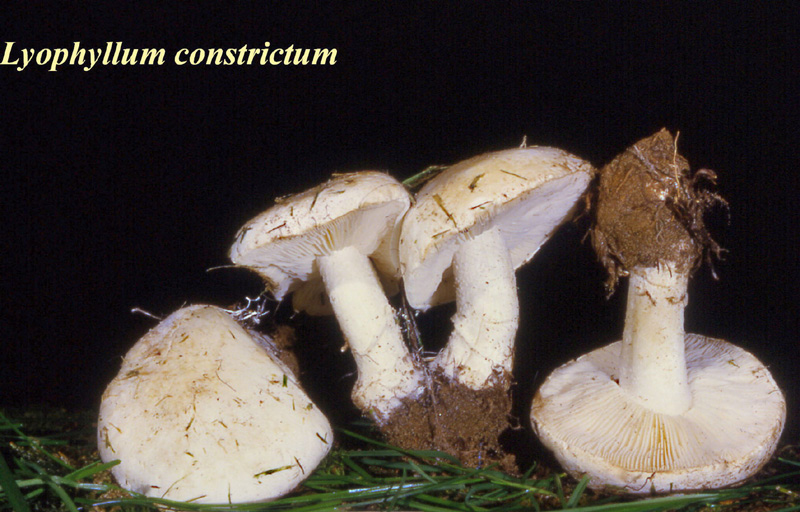 Tricholomella constricta-amf1897-1.jpg - Tricholomella constricta ; Syn1: Calocybe constricta ; Syn2: Lyophyllum constrictum ; Nom français: Tricholome étranglé